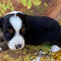 Journey - male Miniature Australian Shepherd puppy in Lumberton, Mississippi from Talowah Aussies