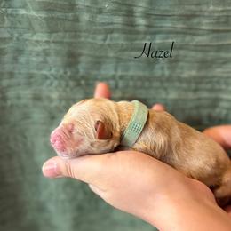 Hazel - Golden female Golden Retriever puppy in Fruitland, Idaho from Bethel Retrievers