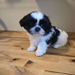 Boy 1 - Shih Tzu puppy from Britany's Shih Tzus