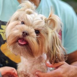 Berna - Shih Tzu