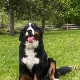 Bella - Bernese Mountain Dog