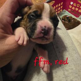 Red male, flashy fawn - Fawn male Boxer puppy in Farmington, Pennsylvania from Impression's Boxers