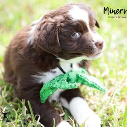 Australian Shepherd, Miniature American Shepherd, Miniature Australian Shepherd, and Toy Australian Shepherd Puppies from TK Standard, Mini, & Toy Aussies