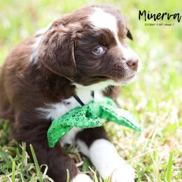 Australian Shepherd, Miniature American Shepherd, Miniature Australian Shepherd, and Toy Australian Shepherd Puppies from TK Standard, Mini, & Toy Aussies