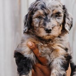 Bernedoodles from Crown Stephens Family Doodles