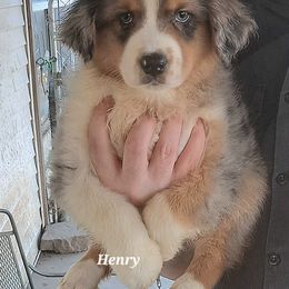 Henry - Blue merle male Australian Shepherd puppy in Elk Creek, Missouri from Hearts on Fire Australian Shepherds