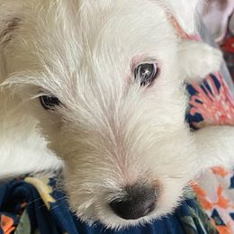 Parson Russell Terriers from Barnun Kennel