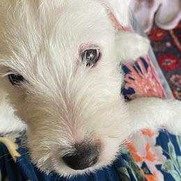 Parson Russell Terriers from Barnun Kennel