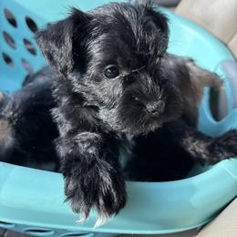 Aspen - Black female Miniature Schnauzer puppy in Alabama from Little River Miniature Schnauzers