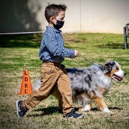 Miniature American Shepherd Puppies from Abington Miniature American Shepherds