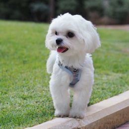 Maltese from Puppy Promise
