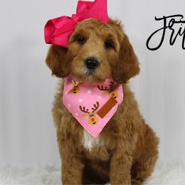 Fritter - Red  female Goldendoodle puppy in Casa Grande, Arizona from AzDoodle Dandies