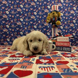 Ace - Cream male Dachshund puppy in Dothan, Alabama from Hot Diggity Doxies of Dothan