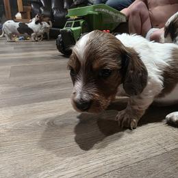Dachshund Puppies from Green Thumb Farms