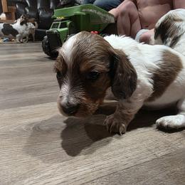 Dachshund Puppies from Green Thumb Farms
