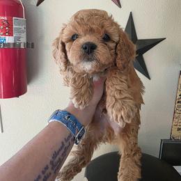 Parker - Red male Cavapoo puppy in Gresham, Oregon from Paisley Cavapoos