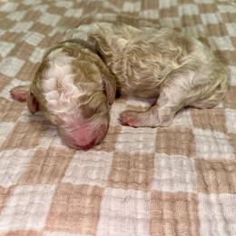 John - Parti male Goldendoodle puppy in Pasadena, Texas from Toledo Creek Doodles