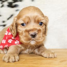 Sunny - Red male Cocker Spaniel puppy in Rattan, Oklahoma from Double M Cocker Spaniels