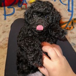 Blue Collar Barkley - Black male Cavapoo puppy in Flowery Branch, Georgia from Hannah's Pups