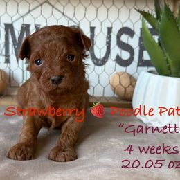Garnet (burgundy collar) - Red  female Poodle puppy in Boyes, Montana from Strawberry Poodle Patch