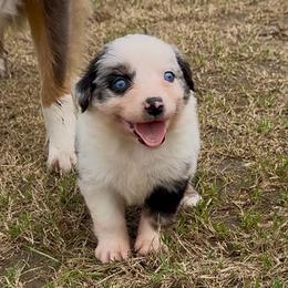 Opal - Blue merle female Australian Shepherd puppy in Iola, Texas from MK Aussies