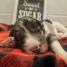 Dark Blue collar - Blue merle male Bernedoodle puppy in Shelby, North Carolina from Forever Grateful Doodles