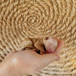 Assorted Doodle Crosses and Dachshund Puppies from Dailey Doodles and Dachshunds