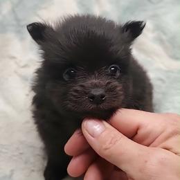 Boy 4 - Black male Pomeranian puppy in Tulsa County, Oklahoma from CP Kennels
