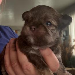 Biscuit - Liver male Shorkie puppy in Idaho from Little Rascal Ranch