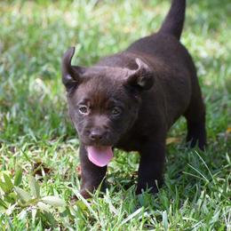 Chocolate female u - Chocolate female Labrador Retriever puppy in Edgefield, South Carolina from Backwoods Pond Labradors LLC
