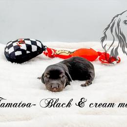 Tamatoa - Black and cream male Dachshund puppy in Prairieville, Louisiana from Southern Barron Danes & Dachshunds