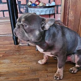 Cash - French Bulldog