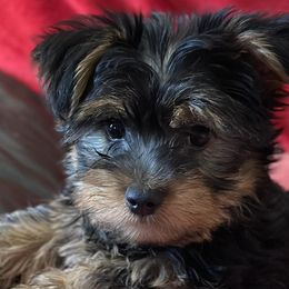 Yorkshire Terriers from Best Friends Yorkies