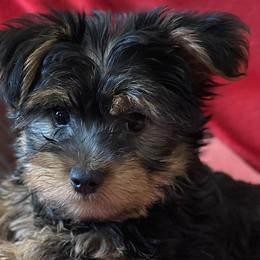 Yorkshire Terriers from Best Friends Yorkies