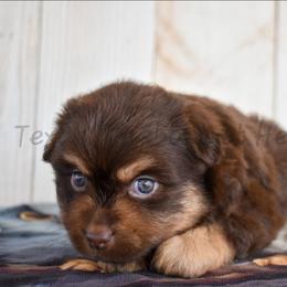 Priss - Red tri female Miniature Australian Shepherd puppy in Lubbock, Texas from Texas Bluebonnet Herders