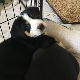 Greater Swiss Mountain Dog Puppies from Hidden Hill Greater Swiss Mountain Dogs