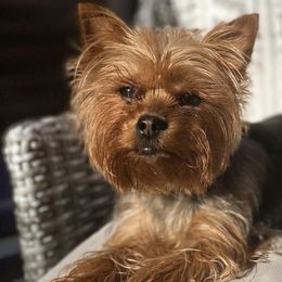 Pomeranians and Yorkshire Terriers from Chasing Rainbows Yorkies