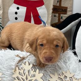 Royal blue - Yellow male Labrador Retriever puppy in Heath Springs, South Carolina from Rich Hill Retrievers