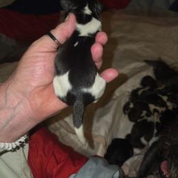 Sadie - Black and white female Shih Tzu puppy in Cook County, Illinois from My Tzu Crew