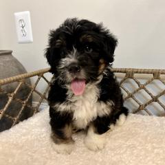 Australian Mountain Doodle puppies from Hazel River Doodles