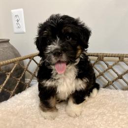 Australian Mountain Doodle puppies from Hazel River Doodles