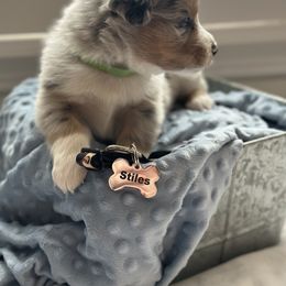 Australian Shepherd Puppies from Julia Rose Ranch