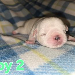 Boy 2 - White male Pug puppy in Auburn, Kentucky from Prentice Family Pugs