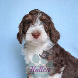 Honor - Tri-color male Bernedoodle puppy in Marion County, Ohio from Hatten Homestead Kennels