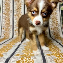 Coco - Red tri female Miniature Australian Shepherd puppy in Spiro, Oklahoma from Dandies Herding Buddies