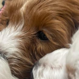 Goldendoodle Puppies from Graystone Doodles