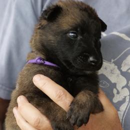 Belgian Malinois puppies from Alouette Belgians