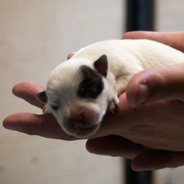 Dasher - Blue mottled female Australian Cattle Dog puppy in Buffalo Valley, Tennessee from Buffalo Valley Breeders
