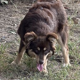 Ginger - Red tri female Miniature Australian Shepherd puppy in Granbury, Texas from Best Little Aussies