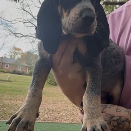 Nic - Blue ticked and tan male Bluetick Coonhound puppy in Belton, South Carolina from Broadway Oak Kennels